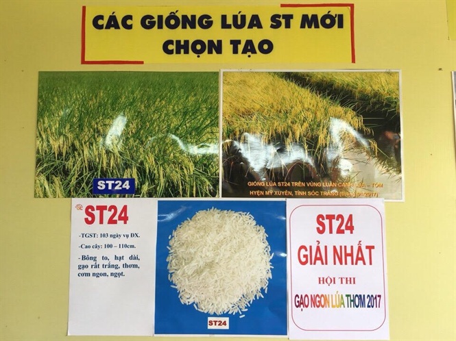 ST24 đạt Top 3 'Gạo ngon nhất thế giới năm 2017'