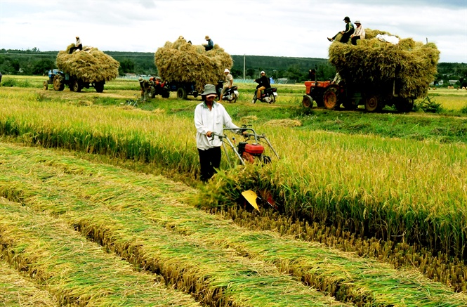 Luật HTX năm 2012 & bước phát triển mới của kinh tế Hợp tác xã Nông nghiệp (HTXNN)