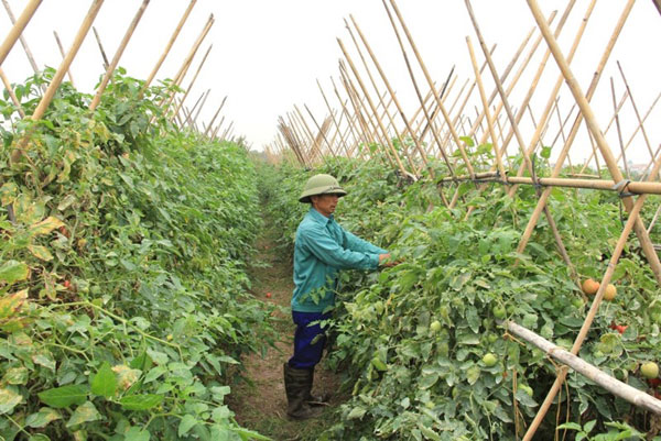 Hình thành và phát triển 20 mô hình chuỗi rau an toàn