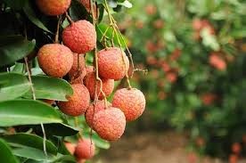 Chính sách trong ngành trồng vải của Úc
