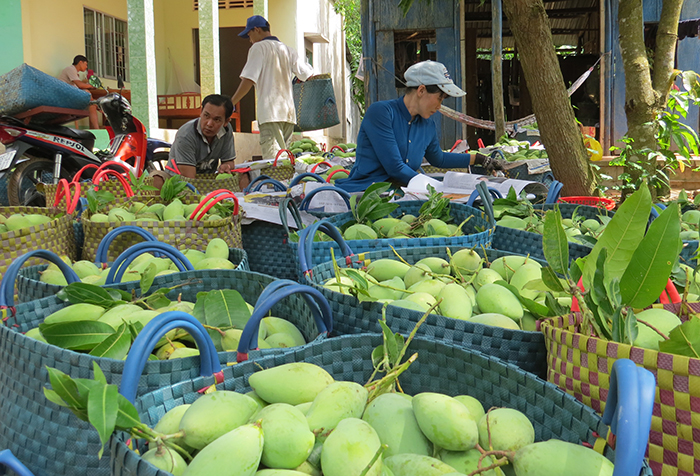 Xuất khẩu rau, quả- Lực đẩy từ thị trường khó tính
