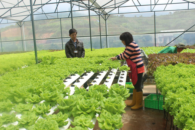 Tiêu chí xác định doanh nghiệp nông nghiệp ứng dụng công nghệ cao