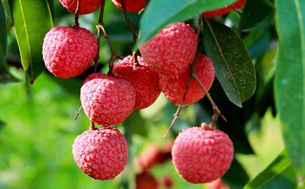 Trung Quốc siết chặt truy xuất nguồn gốc nông sản nhập khẩu từ ngày 1.5