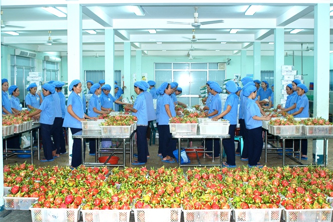 Phát triển cây có múi ở phía Bắc: Vừa phát triển, vừa thăm dò thị trường