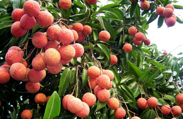 Nông sản Việt cần chỉ dẫn địa lý