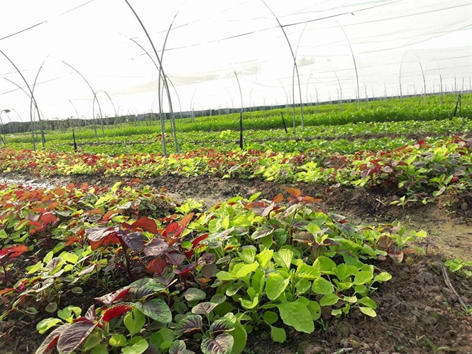 Rau hữu cơ Tanifarm