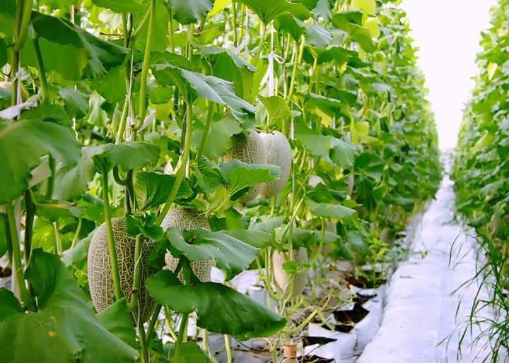 Nông sản xuất khẩu sang Hàn Quốc gặp rào cản mới