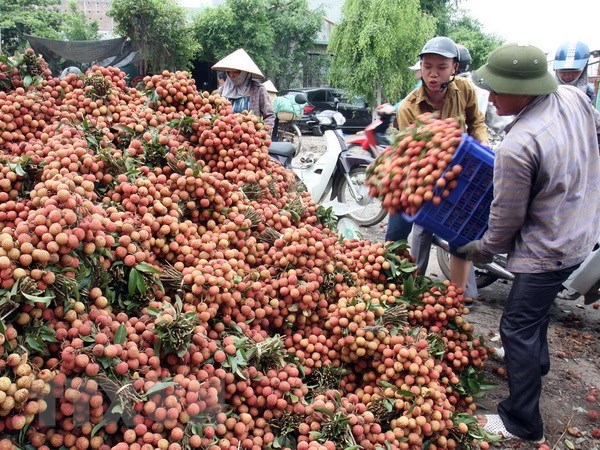 Gần 91% lượng vải xuất khẩu của Việt Nam là sang Trung Quốc
