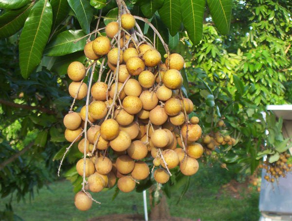 HPA tổ chức Hội nghị phát triển sản xuất, quảng bá và xúc tiến tiêu thụ sản phẩm đặc sản "Nhãn chín muộn" thành phố Hà Nội năm 2018
