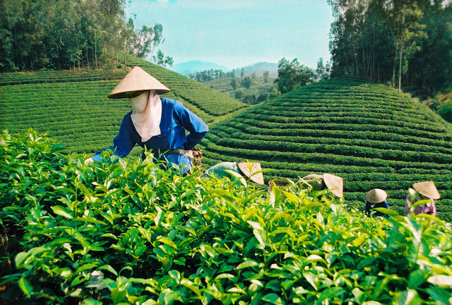 Giải bài toán khó của ngành chè Việt