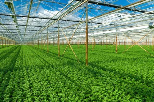 Tiêu chí, thủ tục công nhận doanh nghiệp nông nghiệp ứng dụng  công nghệ cao