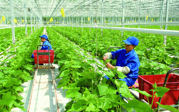 Chính sách khuyến khích doanh nghiệp đầu tư vào nông nghiệp, nông thôn