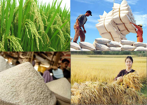 Nghị định mới về quy định kinh doanh xuất khẩu gạo