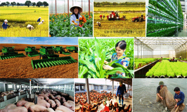 Chính sách khuyến khích phát triển hợp tác, liên kết trong sản xuất và tiêu thụ sản phẩm nông nghiệp
