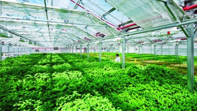 Hà Nội hỗ trợ 50% chi phí giống, vật tư thiết yếu cho dự án phát triển nông nghiệp công nghệ cao