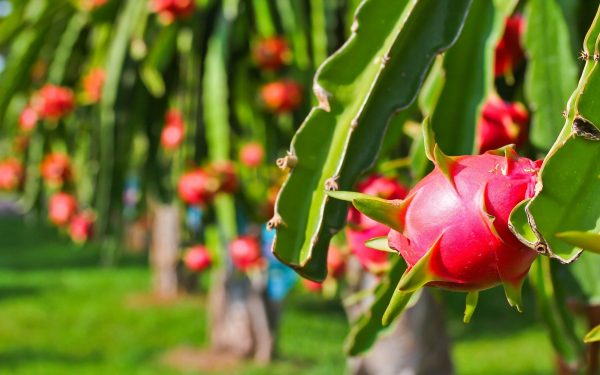 Nông sản vào EU: Chuẩn bị gì để đón EVFTA có hiệu lực ?