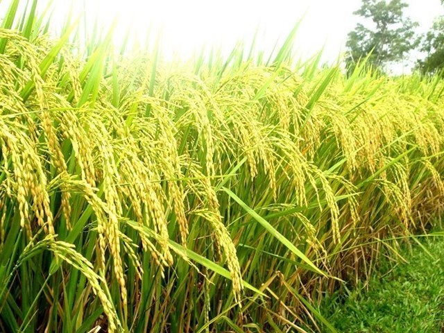 Báo cáo thị trường gạo tháng 11: Giữ vững đà tăng
