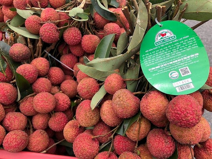 Vải thiều Lục Ngạn được bảo hộ tại 7 nước trên thế giới