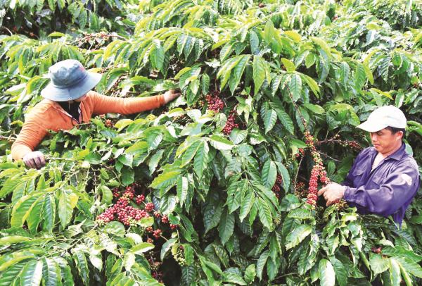 Liên kết để Việt Nam trở thành trung tâm sản xuất cà phê của thế giới