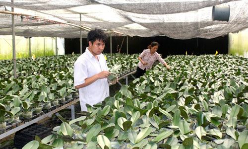 Công tác chỉ đạo triển khai thi hành Luật Hợp tác xã năm 2012 trên địa bàn Thành phố Hà Nội