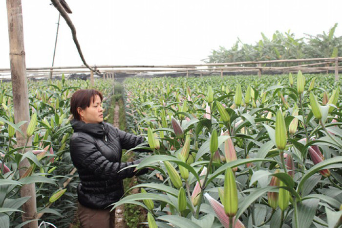 Phát triển nghề trồng hoa, cây cảnh
