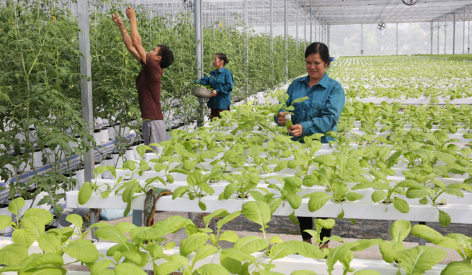 Hỗ trợ nông dân vay vốn phát triển sản xuất: Đã gỡ nhưng vẫn mắc