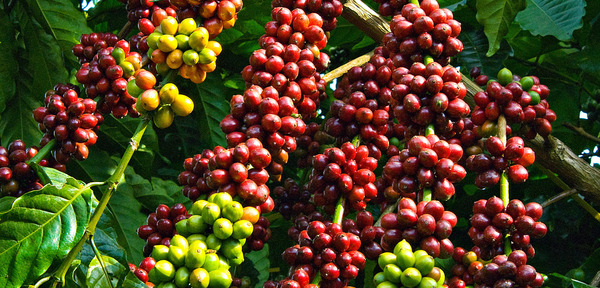 Mời Doanh nghiệp tham dự Triển lãm Thế giới về Chè và Cà phê 2019 (World Tea & Coffee Expo)