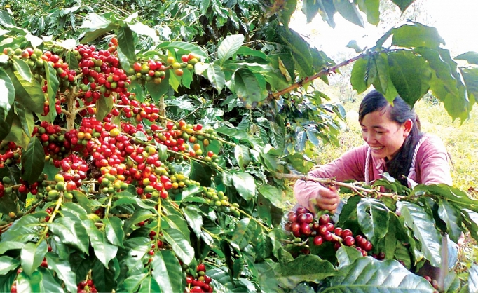 Cà phê Việt: Làm gì để đạt mục tiêu 6 tỷ USD?