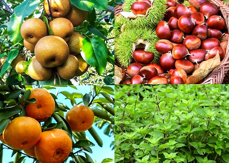 Nông nghiệp thông minh - Bước đi đột phá của Cao Bằng