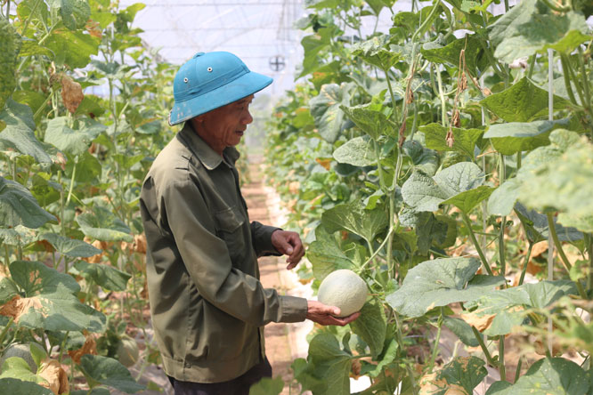 Mở rộng mô hình trồng rau ứng dụng công nghệ cao