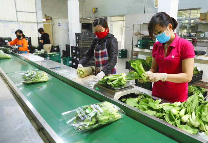 Sản xuất, tiêu thụ nông sản thời Covid-19: Cơ hội đẩy mạnh mối liên kết