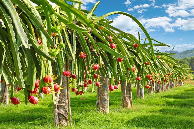Hướng đi mới cho hàng nông sản Việt Nam tại Ấn Độ