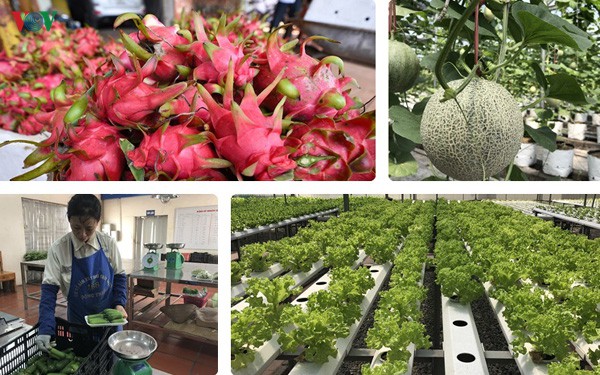 Trung Quốc dãn đầu về thị trường xuất khẩu rau quý I của Việt Nam