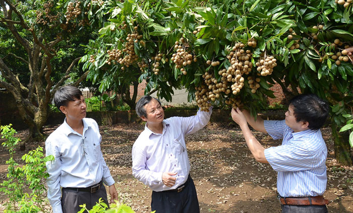 Sở hữu trí tuệ - "Chắp cánh" đưa nông sản Thủ đô vươn xa