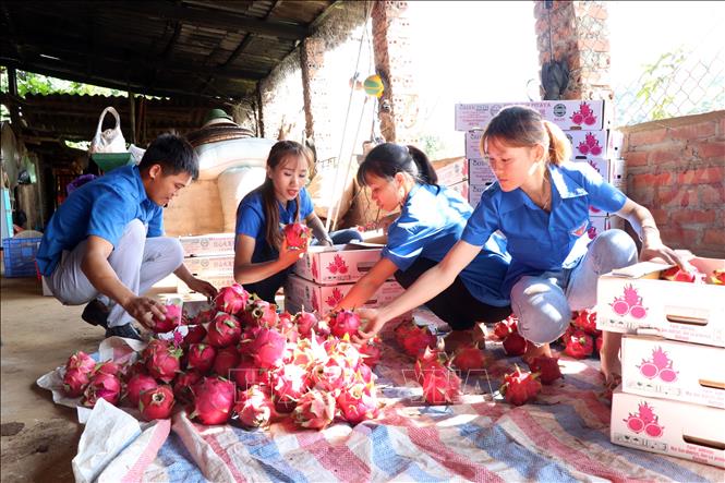 Xuất khẩu 10 tấn thanh long sang thị trường Nga