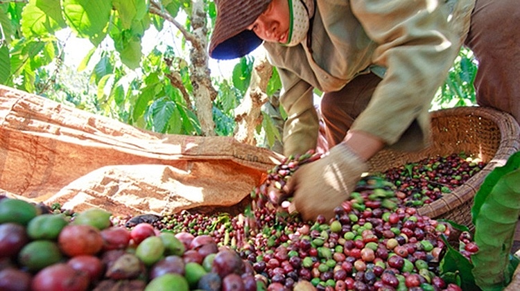 Algeria ưa chuộng nông sản Việt