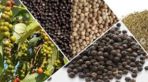 Bộ Công Thương cảnh báo về việc Ấn Độ có khả năng siết chặt tiêu chuẩn đối với hồ tiêu nhập khẩu