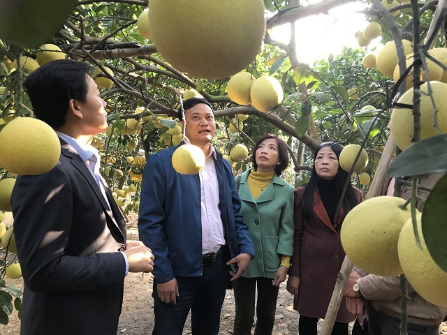 Xuất khẩu nông sản chủ lực: Bước đột phá mới của nông nghiệp Hà Nội