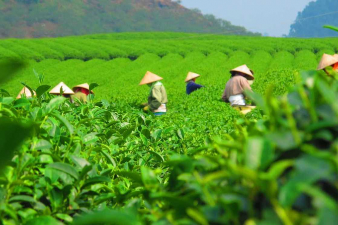 Chè Việt Nam chiếm hơn một nửa lượng chè nhập khẩu của Đài Loan