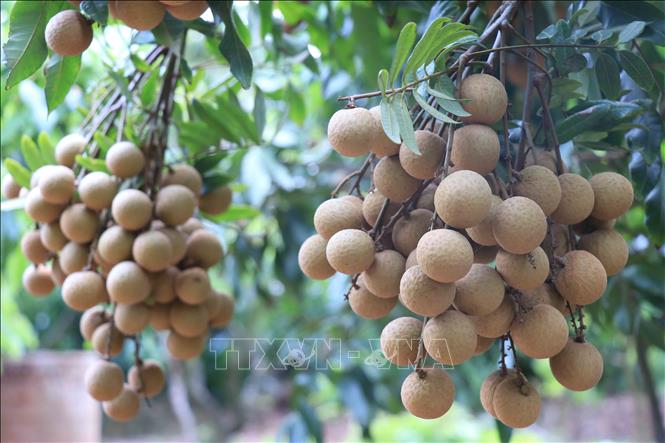 Thúc đẩy hợp tác nông, lâm ngư nghiệp Việt Nam - Nhật Bản