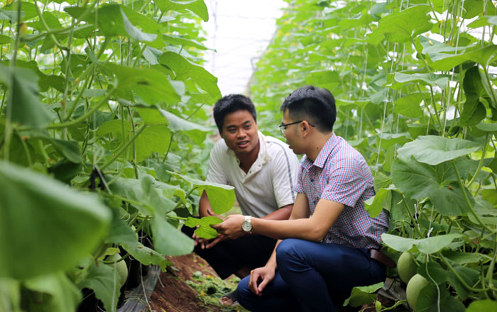 Ứng Hòa phát triển nông nghiệp công nghệ cao