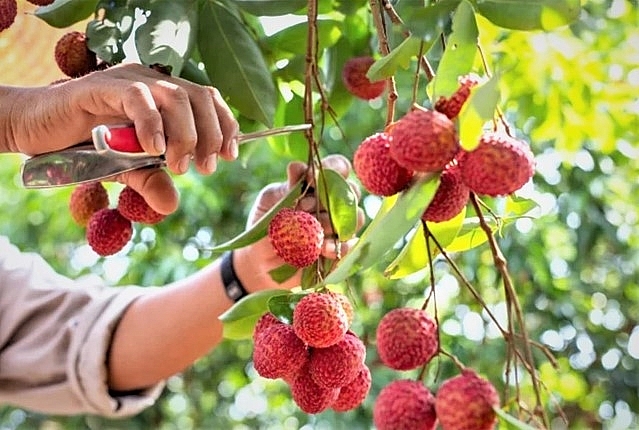 Chanh leo, vải thiều Việt Nam được ưa chuộng tại EU