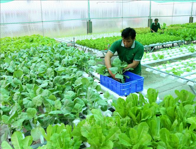   Nông sản hữu cơ của Việt Nam đặt nhiều hy vọng vào thị trường Australia