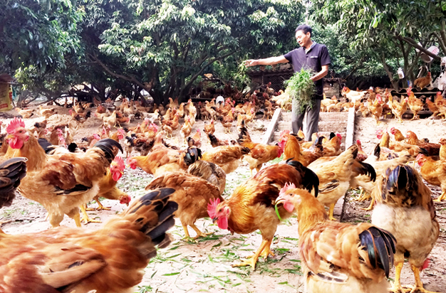 Nâng giá trị nông sản Thủ đô