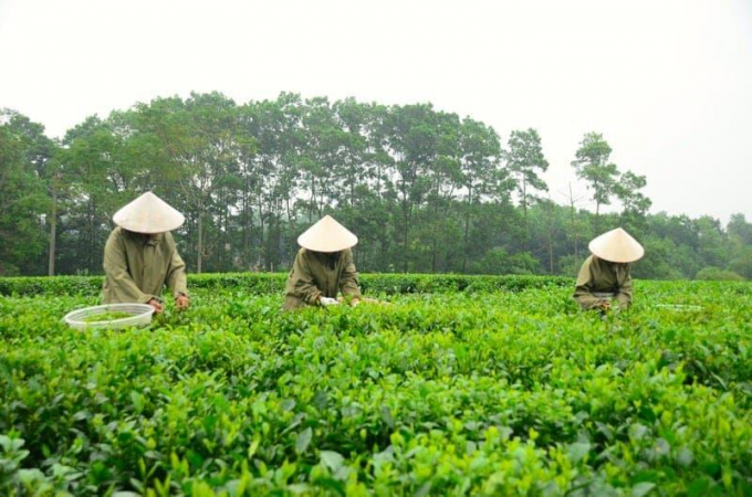 Trung Quốc đẩy mạnh mua chè Việt Nam trong nửa đầu năm nay
