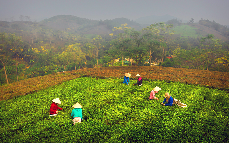 Bản tin về thị trường nông, lâm, thủy sản (ngày 10/06/2021)