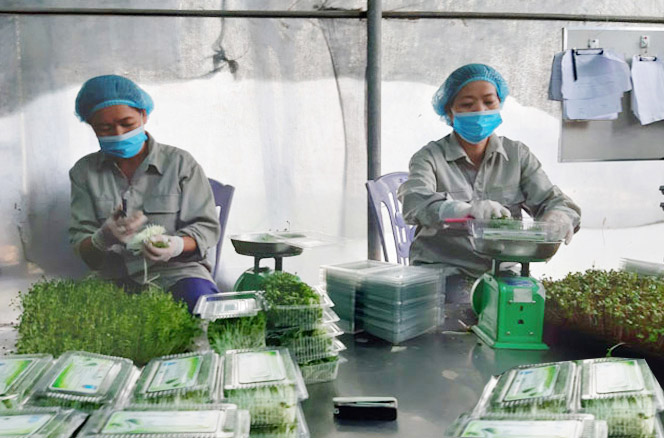 Sản xuất nông nghiệp các tháng cuối năm: Tạo “vùng xanh” cho nông sản