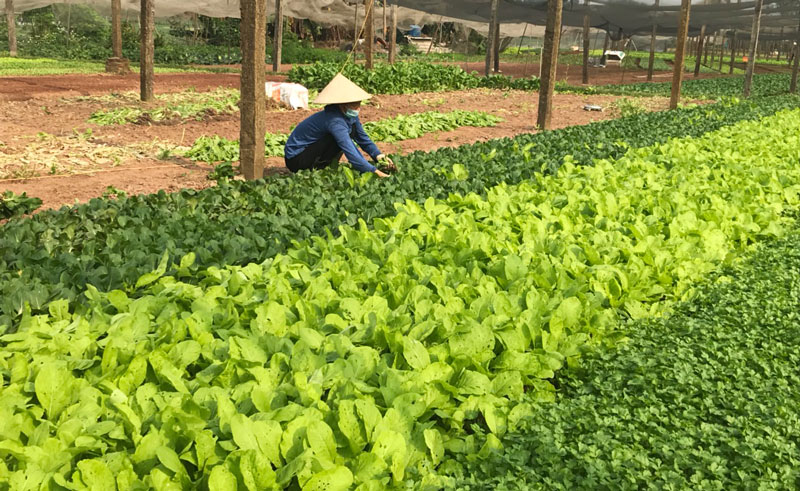 Hà Nội: Bảo đảm lưu thông hàng hóa nông sản phục vụ người dân