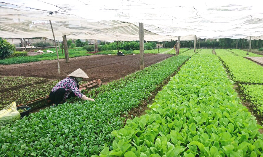 Sản xuất nông nghiệp của Hà Nội: Sẵn sàng tăng tốc khi giao thương thuận lợi