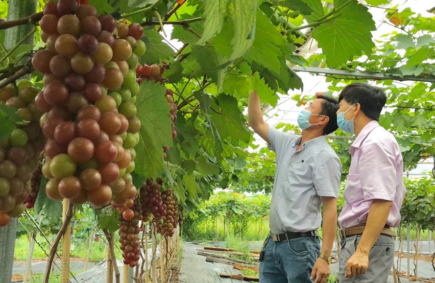 Thúc đẩy sản xuất nông nghiệp Thủ đô